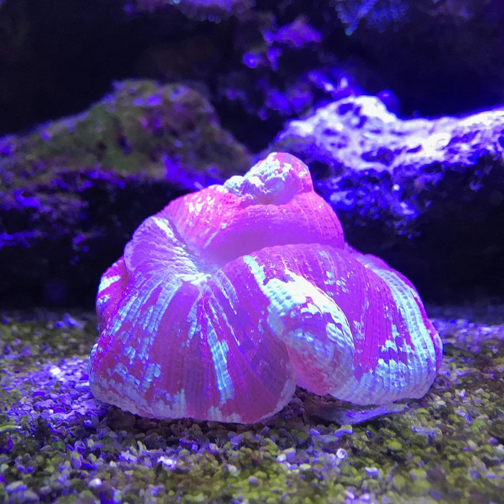 Seachem Reef Buffer 250g